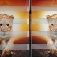 rolete personalizate zebra